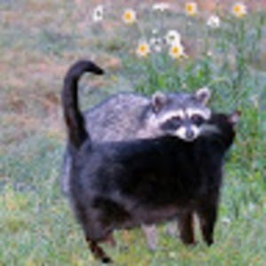 Meet your Posher, Owen